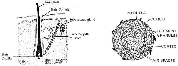 1269_hair structure.png